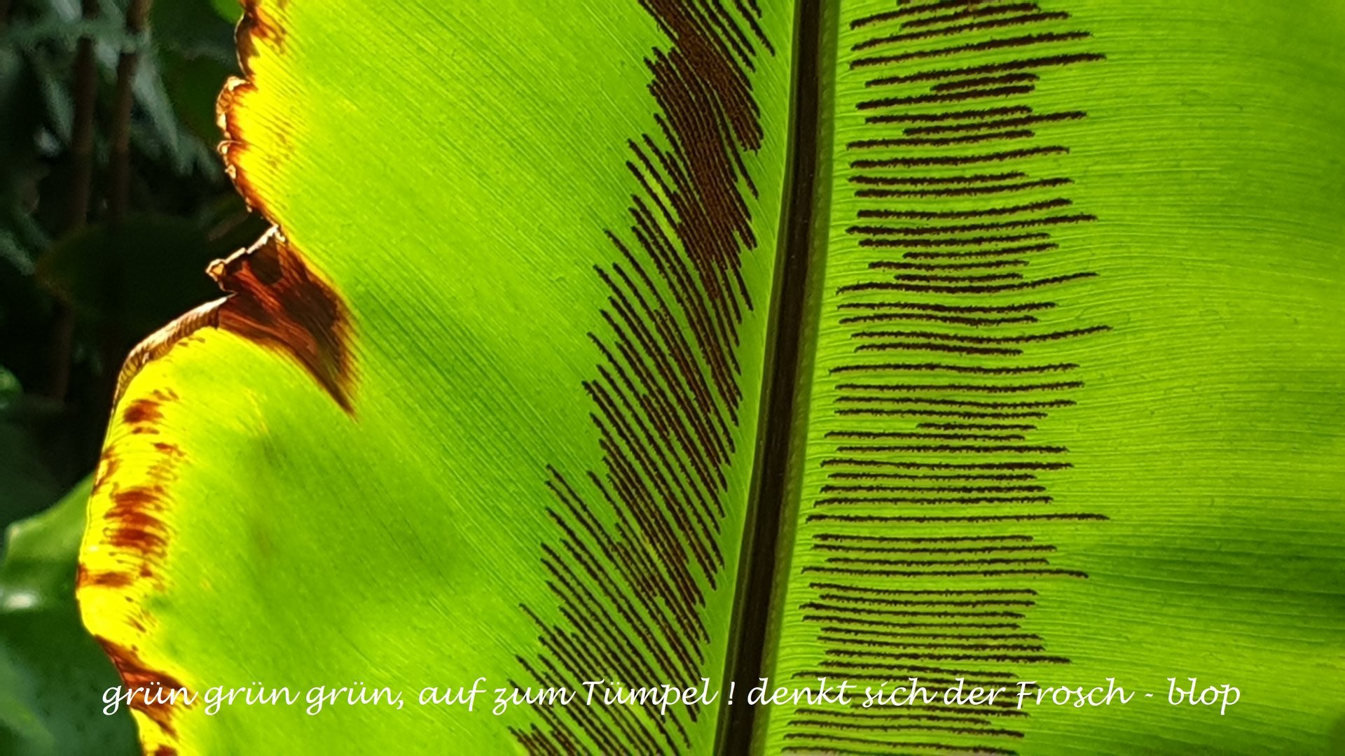 Text im Bild — Stefan vom Scheidt